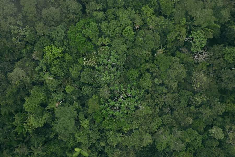 Recensie Eat More Trees Cinemagazine