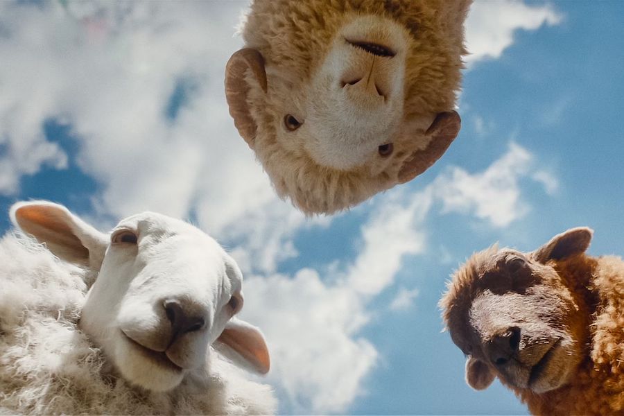Recensie De schapenspeurders (The Sheep Detectives) Cinemagazine